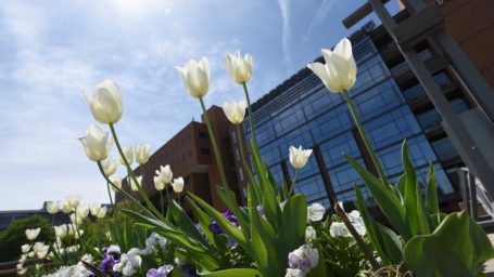 UAMS building with tulips